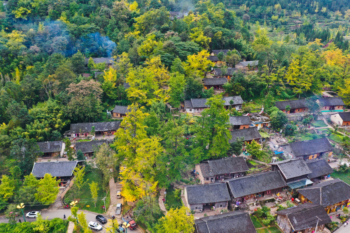 秋日的私语,伴随着贵州妥乐银杏村金黄的银杏叶,让游客驻足不前 享受