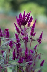 1D819121-C3D0-43A1-BEE7-4BFB72CF9FE5/L0/001