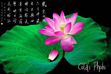 清塘荷韵