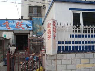 收鸽子