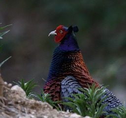 C75F7794-7DA6-4096-ADA9-702FEB12F6DC/L0/001