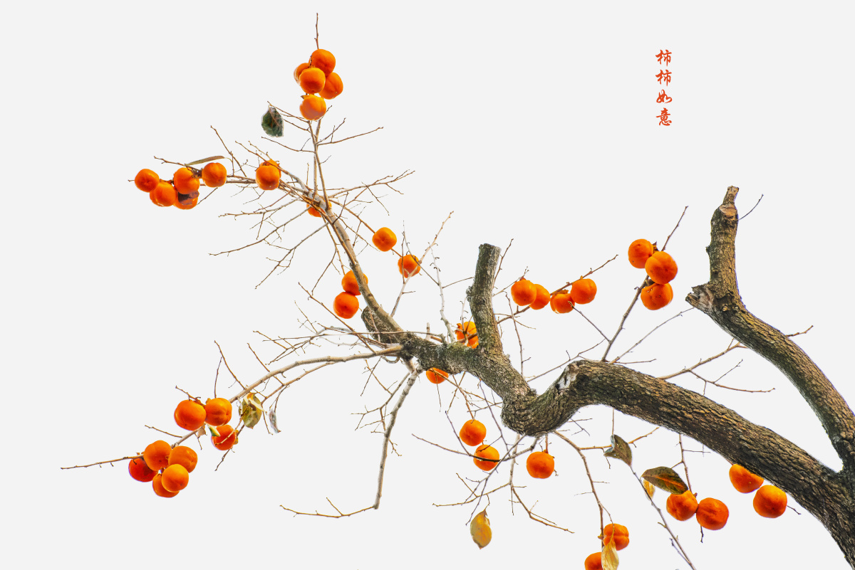 柿柿如意 - 小看客 - 图虫