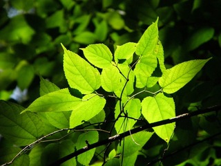 P5290886