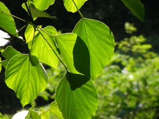 P5290872