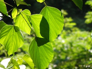 P5290873