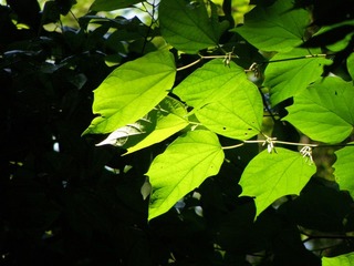 P5290884
