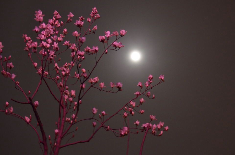 桃花月<br />
烂图无ps 直上