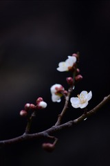 1601B722-44B0-4EEB-B452-C153B177C917/L0/001