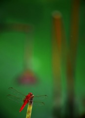 C204D7C0-D551-4699-B909-6875F5FAE963/L0/001