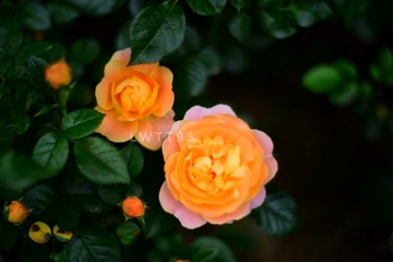 8304CA0E-B656-408F-B6FA-88C9456C9E71