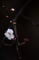 3632A633-E7E1-4DC4-A686-A37A16298C19/L0/001