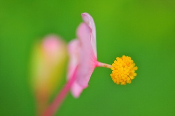 花蕊红包