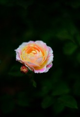 1A9731E0-76E5-46FD-AE62-78436FAB1C00