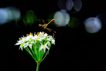 C8E0715C-1DA9-4571-96D3-401A8C1A5861