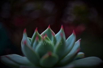 佛系