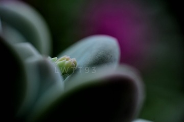 盼