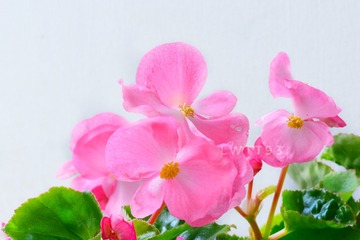 满眼春风百事非