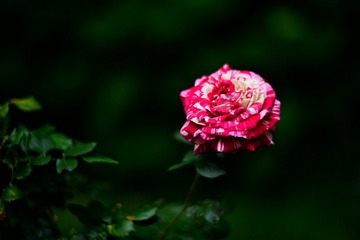 FDD54958-E240-4570-A6FA-B179C7E78F0D