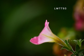 81ACC84E-70C4-4D18-A4A3-F555A64FA853