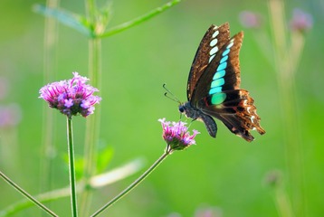 A Busy Butterfly