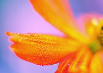 Drops