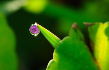 水中花