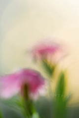 96F0A530-DD7B-49E1-B243-5DDA4FC52E5B