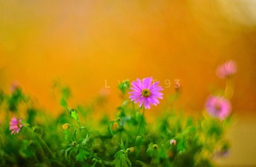 36EB7DB5-00E3-42E9-882D-1F207D8CE4A7