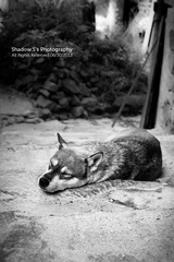 DSC08577-s.jpg