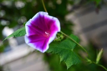 20110404 shadows5