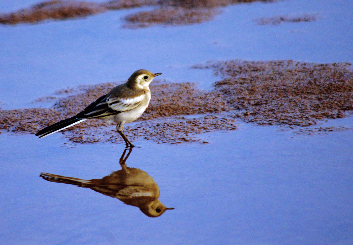 北方的飞鸟天堂