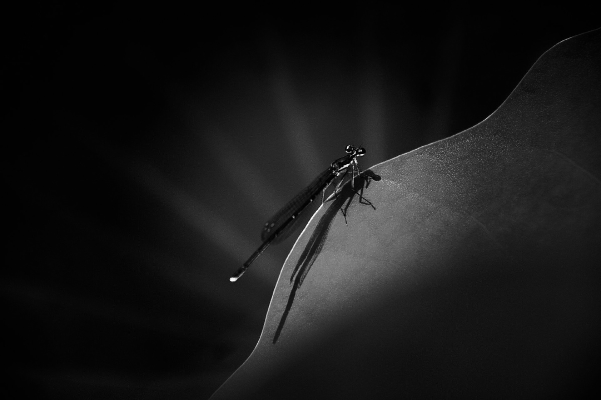 蜓(停)小蜻蜓在荷叶边经停,收起它的一对翅膀,享受着日光浴.