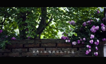 闲趣