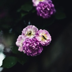 花确实动过了