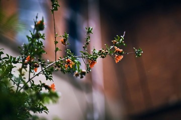 难得原片