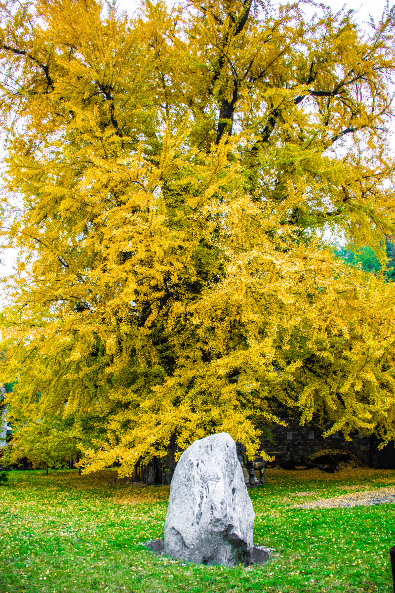 西安千年古银杏