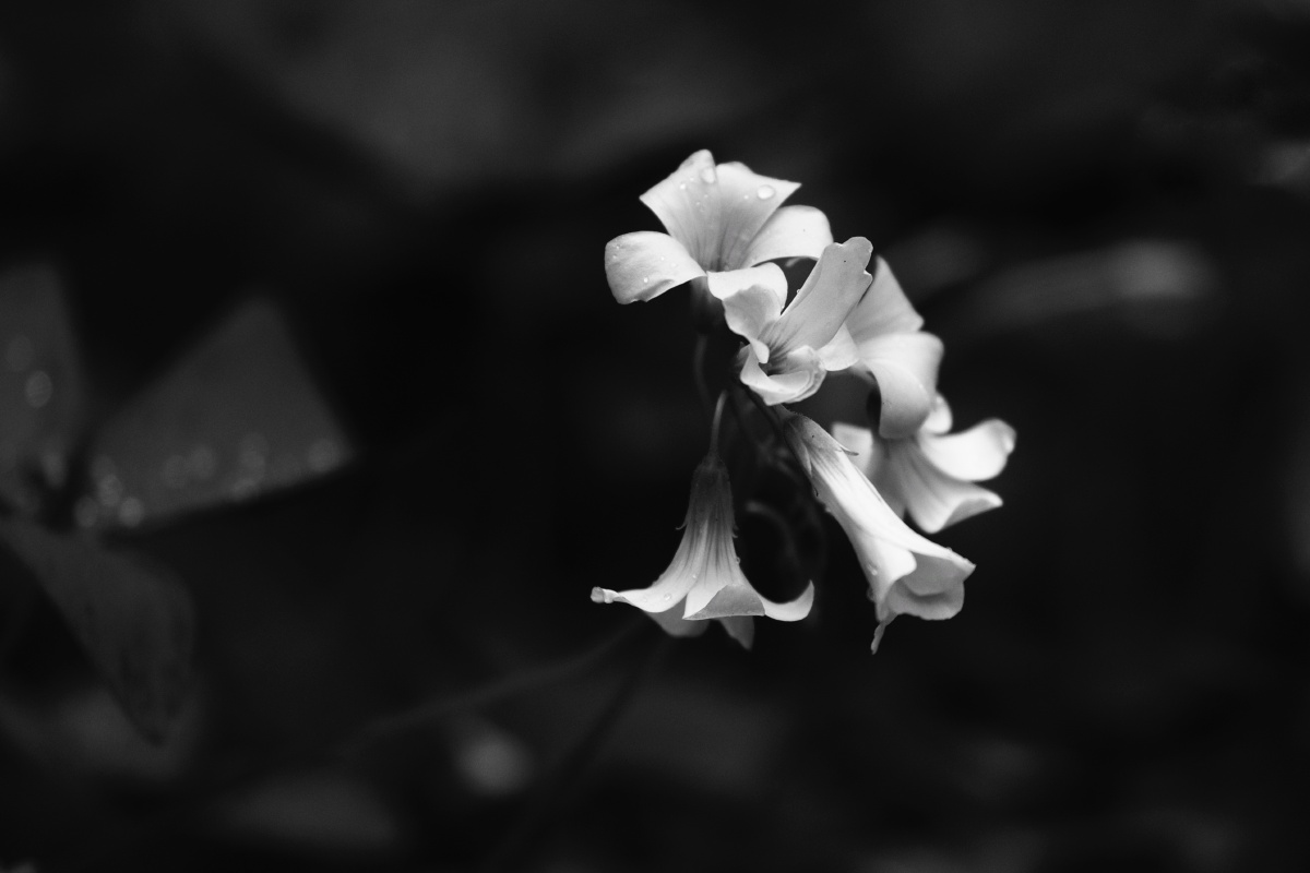 黑白花卉也妖娆