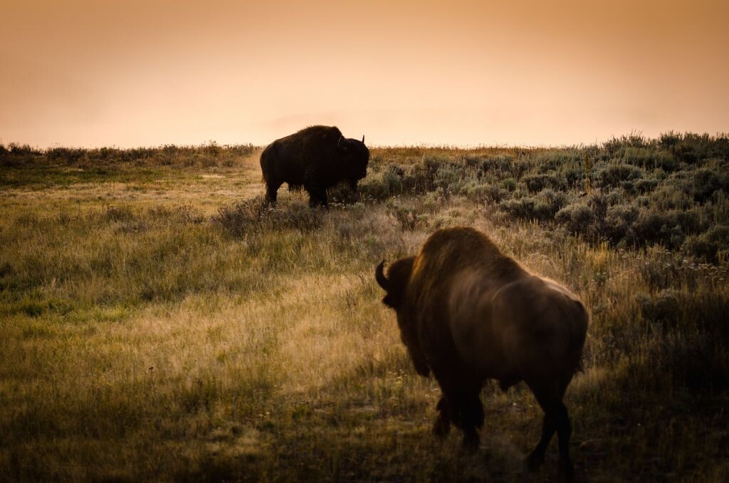 2013年在黄石国家公园拍摄的一张自己比较满意的野牛的片子。晨雾使得背景格外简洁，前后两头觅食的野牛透视关系明确，动感十足。油画般的色调处理使画面具有一种古典韵味。