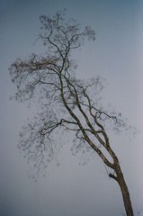 绞绞树