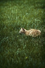 猫科动物