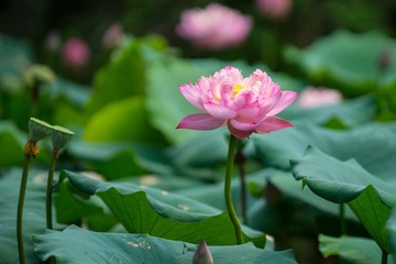 20150901-DSC03518