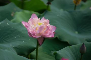 20150901-DSC03516