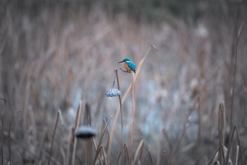 DSC_0920-3