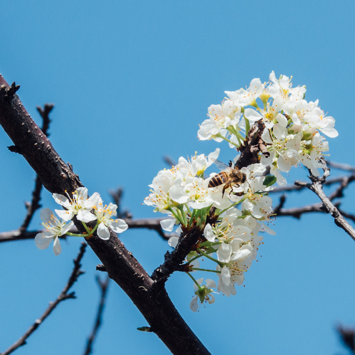 李花 - 植物, 动物, 广州 - 蘑蘑菇菇的拖拉机 - 图