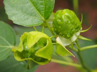 P1010044