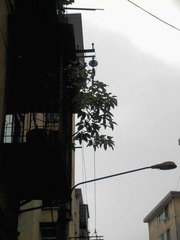 照片-0004_e1_e2