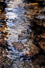 水
