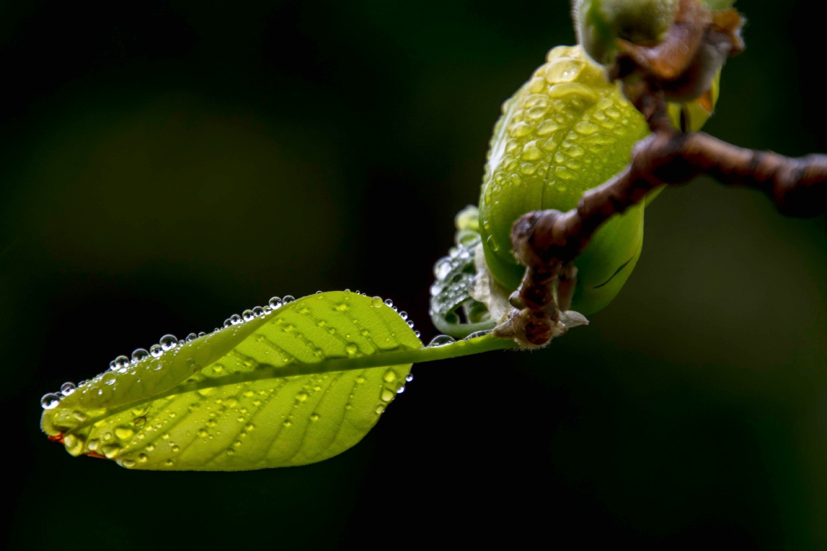 雨露滋润着花朵