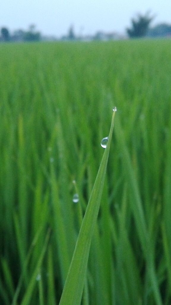 夏日的田间