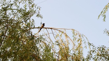 CSC_0389